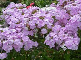 These flowering plants for wet soil can transform a previous problem area into a colorful focal point in your garden. Colorful Plants For Wet Soil Hgtv