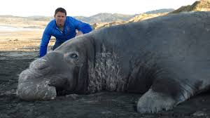 A Huge Two Tonne Elephant Seal At Ano Nuevo State Park California Credit Steve Backshall Giant Animals Animals Elephant Seal