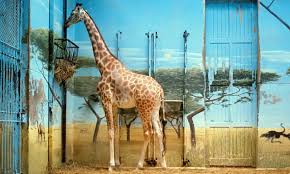 Candida Hofer S Zoologischer Garten Paris Ii The Lonely Giraffe And Painted Trees Animal Art Animals Natural History