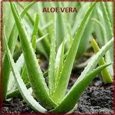 Image result for Aloe lutescens