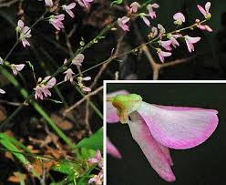 Image result for Hylodesmum