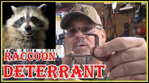 You see, every day, i put food on the. How To Safely Keep Raccoons Away From Your House Property And Off Your Fences Youtube