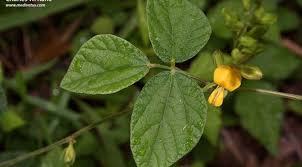 Image result for Rhynchosia