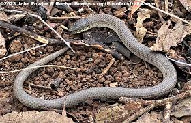 Image result for Sporobolus molleri