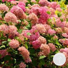 Image result for Hydrangea arborescens Pink Anabelle