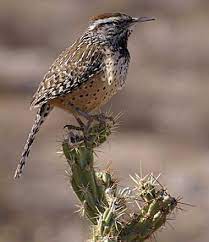 After booking, all of the property's details, including telephone and address, are provided in how many bedrooms does cactus wren have? Cactus Wren