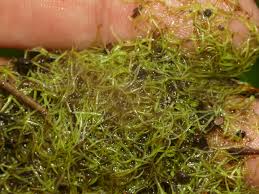 Image result for Wolffiella