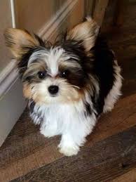 31 Photos Of The Elegant Yorkshire Biewer Dogs Today Pin Puppies Biewer Yorkie Cute Dogs