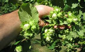 We did not find results for: Cat Costa Sa Infiintezi O Plantatie De Aluni Si Ce Profit Poti Avea Casa È™i GrÄƒdina