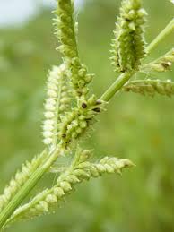 Image result for Echinochloa brevipedicellata