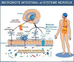 Microbiote Intestinal Et Systemes Nerveux Microbiote Intestinal Shiatsu Systeme Nerveux