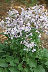 Image result for Cardamine