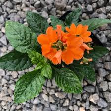 Image result for Crossandra puberula