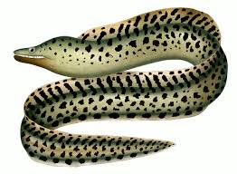 Green Eel Clipart Clipart Bow And Arrow Or Color Royalty Free Vector Image Fawnia Holliefindlaymusic Com Instead, they part of a family known as the wolffishes (anarhichadidae). green eel clipart clipart bow and arrow
