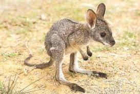 What is a baby kangaroo called. Animal Babies 13 Omg Page 15 Of 21 Buzzfolks Com Cute Animals Cute Baby Animals Baby Animal Names