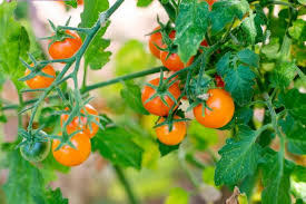We start by choosing the best varieties, using only organic fertilizer, shipping at just the right time for your area, guaranteeing every tomato plant arrives alive and thriving, and provide experts to answer any question you may have throughout the growing season. Short Season Tomato Varieties Hgtv
