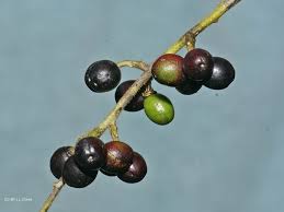 Image result for Brucea