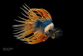 Pin On Tropical Fish