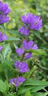 Campanula Glomerata Var Dahurica English Cottage Garden Flower Garden Violet Flower