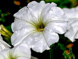 Image result for Petunia axillaris