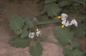 Image result for Solanum villosum