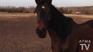 Check spelling or type a new query. Things To Know About Owning A Horse Youtube