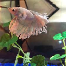 Betta Fish Charlie Betta Fish Betta Fish