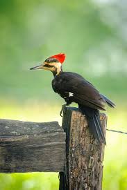 Birds Of Middle Tennessee Smoky Mountain Wildlife It S A Rare Sighting To See This Bird But When You Do It Is Beautiful Bird Tennessee Wild Smoky Mountains Smokies Beautiful Birds