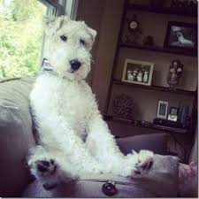 Decor And The Dog Wire Fox Terrier Fox Terrier Wirehaired Fox Terrier