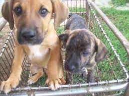 Pin By Beth Kipp On Rescue Mountain Cur Dog Dogs Funny Dogs