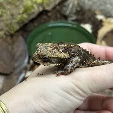 Image result for Toddaliopsis