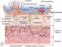 The corneal epithelial basement membrane: Basement Membranes In The Cornea And Other Organs That Commonly Develop Fibrosis Springerlink