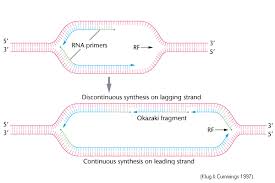Dna Replication | Ppt