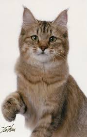 Pixie Bobs Com Queens Cute Cats And Dogs Cats And Kittens Cute Cats And Kittens