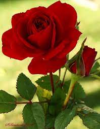 احلى صور للزهور زهور طبيعيه رائعة صور جميلة للزهور rose beautiful flowers pretty flowers