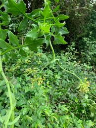 Image result for Solanecio