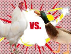 Check spelling or type a new query. Treat Your Ducks Hgtv