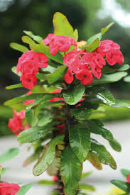 We did not find results for: 13 Idee Su Piante Piante Giardinaggio Fiori