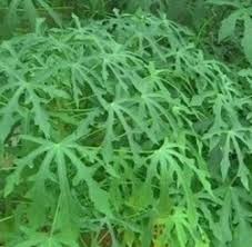 Kandungan dalam daun keren membuatnya dikenal sebagai herbal yang berkhasiat obat. 16 Khasiat Daun Gedi Untuk Kesehatan Kandungan Senyawanya