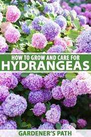 Hydrangea Your Guide For Growing And Caring For Hydrangeas Shrubs In 2021 Growing Hydrangeas Planting Hydrangeas Hydrangea Care