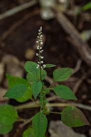 Image result for Celosia trigyna