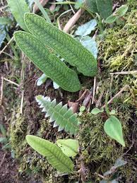Microgramma Squamosa Amazing Leaf Venation Serra Da Mantiqueira Mg Brazil Seltsame Pflanzen Exotische Pflanzen Farne Garten