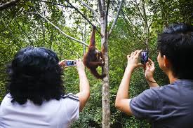 At sepilok rehabilitation centre lives 1 elephants with records in this database: 5 Places To See Orangutans In Borneo