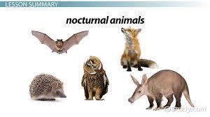 The fox is covered with dense white fur which serves as insulators. Facts About Nocturnal Animals Lesson For Kids Video Lesson Transcript Study Com