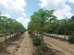brasilien farmkauf natal 30 ha papaya fazenda efg 12159 k brasilien rio grande papaya