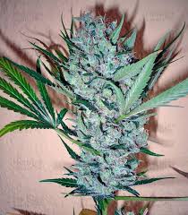 This strain has given rise to famous hybrids like shiva skunk and super silver haze. Cbd Skunk Haze Dutch Passion Cannabis Samen Zu Verkaufen Herbies Seeds