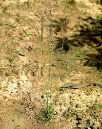 Image result for Sporobolus festivus