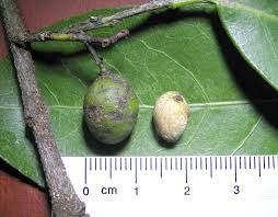 Image result for Elaeodendron buchananii