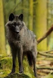 Anime Black And Brown Wolf Black Brown Wolf Wolf Dog Animals Beautiful Wolves