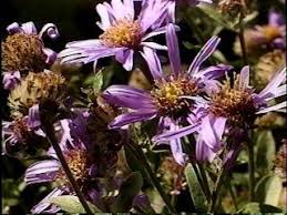 Image result for Asterochaete